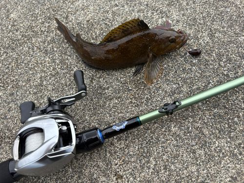 アイナメの釣果