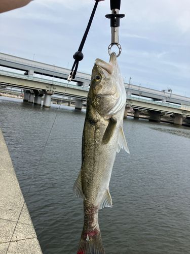 フッコ（ヒラスズキ）