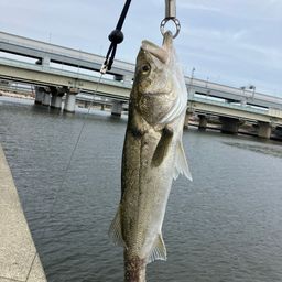 フッコ（ヒラスズキ）