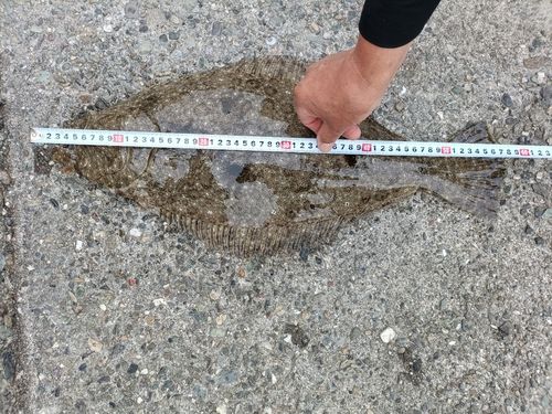ヒラメの釣果