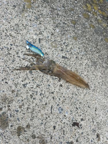 ヒイカの釣果