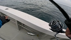 ハマチの釣果