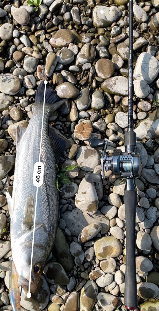 SHIMANO 24カルカッタコンクエスト シャローエディション 31HGの