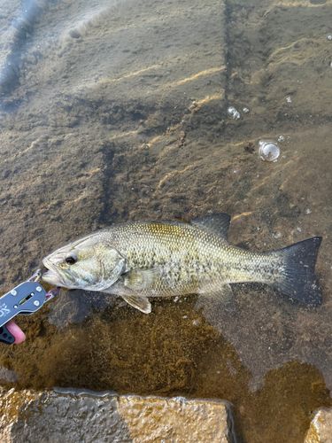 スモールマウスバスの釣果