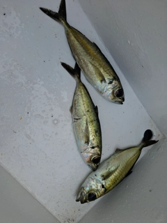メアジの釣果