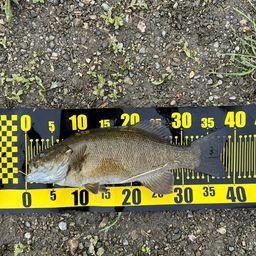 スモールマウスバス