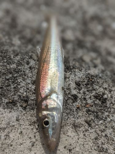 シロギスの釣果