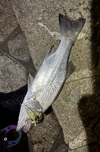 セイゴ（ヒラスズキ）の釣果