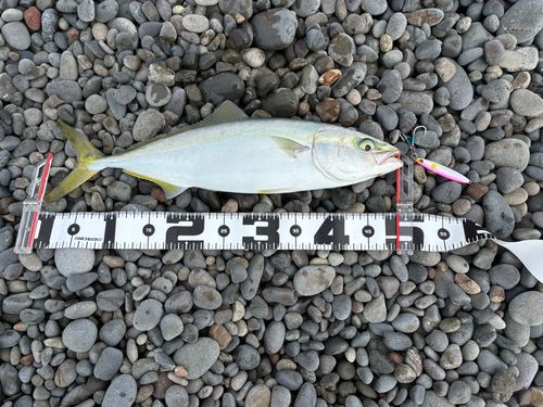 ハマチの釣果