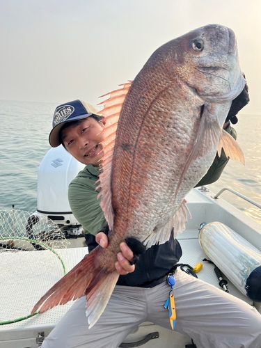 マダイの釣果