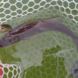 ブラックバス