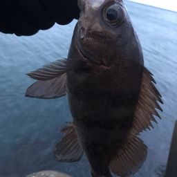 メバル