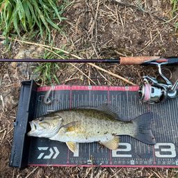 スモールマウスバス