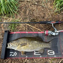 スモールマウスバス