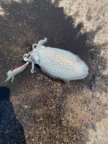 シリヤケイカの釣果
