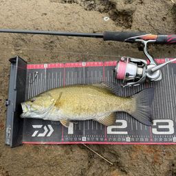 スモールマウスバス