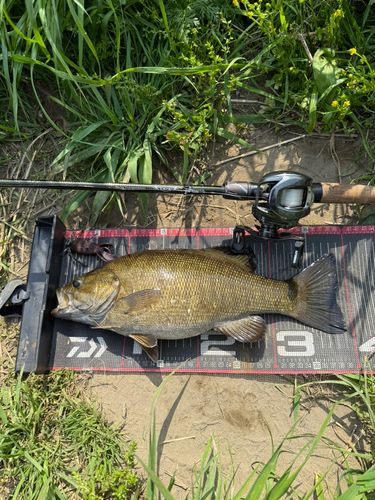 スモールマウスバスの釣果