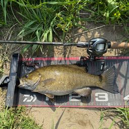 スモールマウスバス