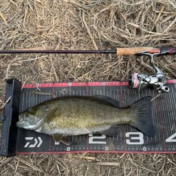 スモールマウスバス