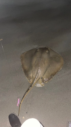 アカエイの釣果