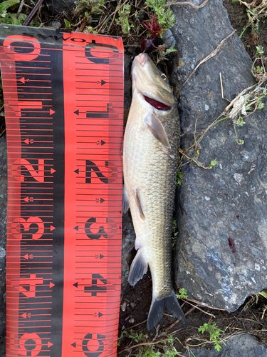ニゴイの釣果