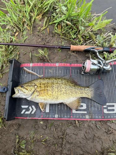 スモールマウスバスの釣果