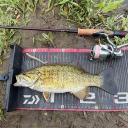 スモールマウスバス