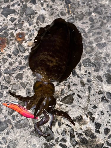 アオリイカの釣果