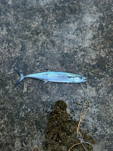 サゴシの釣果