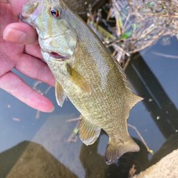 スモールマウスバス