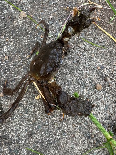 モクズガニの釣果