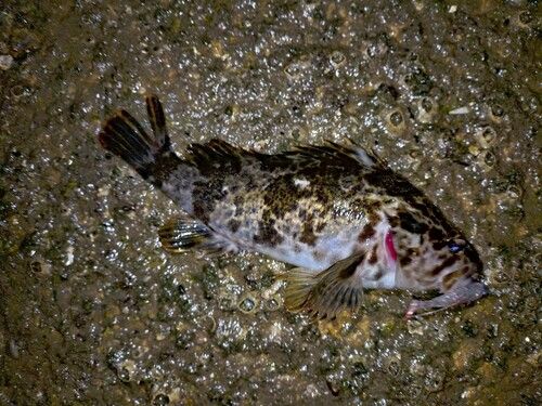 タケノコメバルの釣果