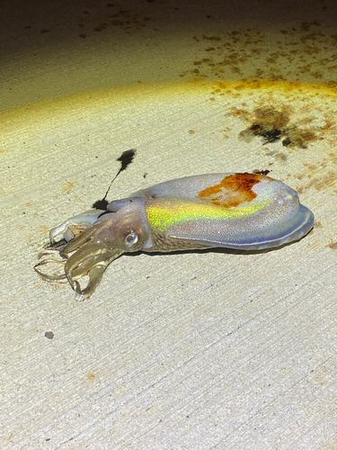 コウイカの釣果