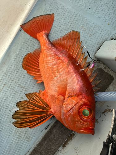 チカメキントキの釣果