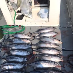 ビンチョウマグロ