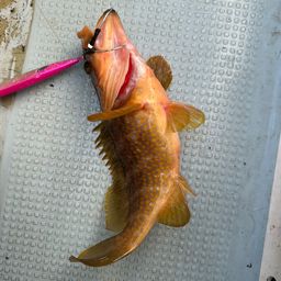 アコウ