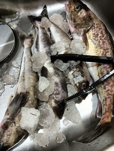ホッケの釣果