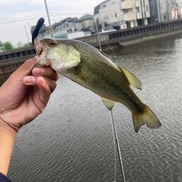 ラージマウスバス