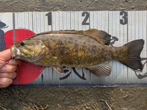 スモールマウスバスの釣果