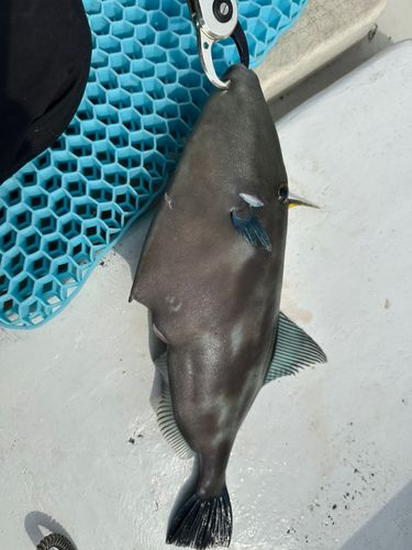 ウマヅラハギ