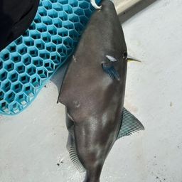 ウマヅラハギ