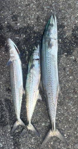 サワラの釣果