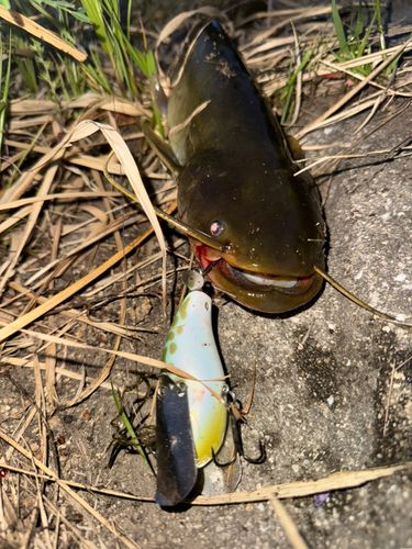 ナマズの釣果