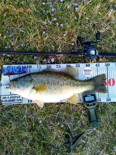 ブラックバスの釣果