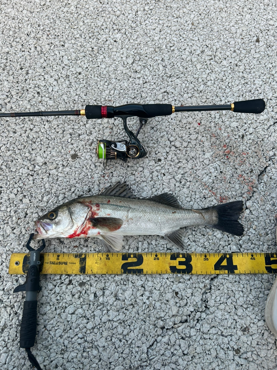 DAIWA 16メバリング X 74UL-Tの最安値・インプレ・釣果 | 本音の DAIWA 16メバリング X 74UL-Tの最安値・インプレ・釣果 | 本音の