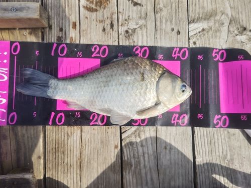 ヘラブナの釣果