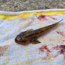 アカオビシマハゼ