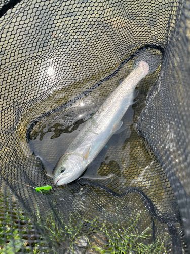 ニジマスの釣果