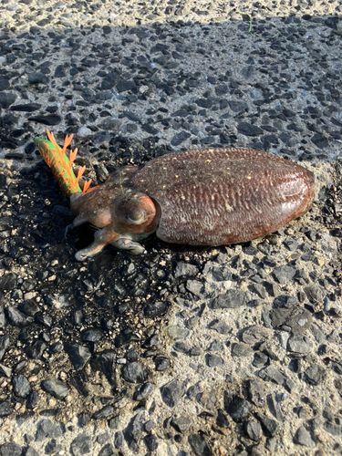 コウイカの釣果