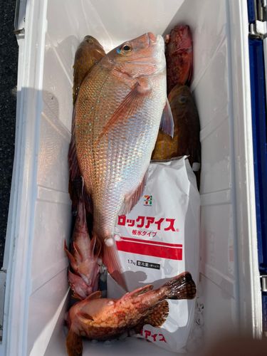 マダイの釣果